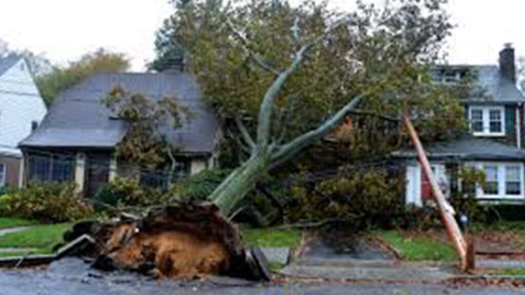 tree down